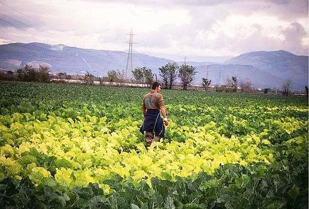 L’altra storia dei cavolfiori con le foglie gialle