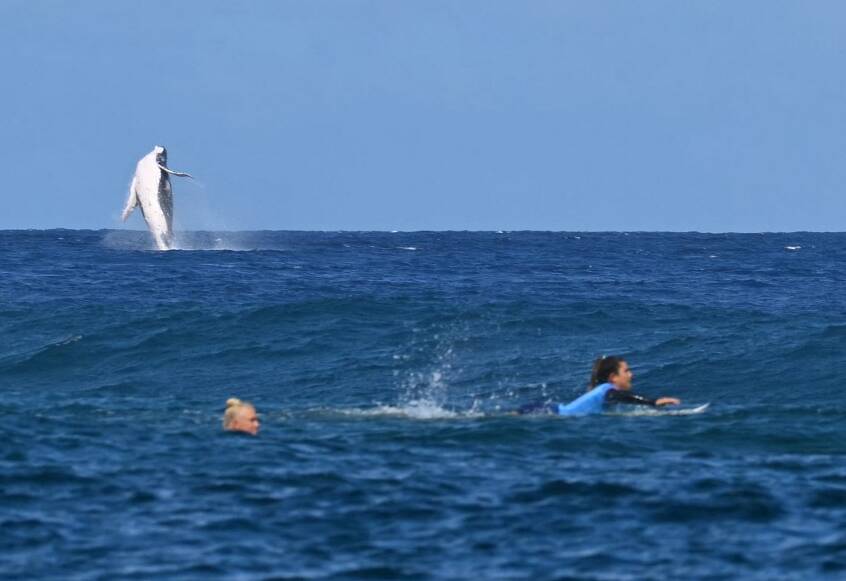 Prima il surfista, ora la balena che salta: Brouillet, il fotografo del surf dell’Afp, è un mostro (FOTO)